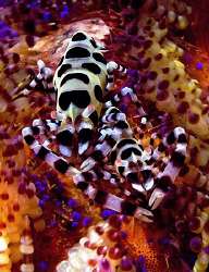 Coleman Shrimp. Seraya, Bali. by Doug Anderson 